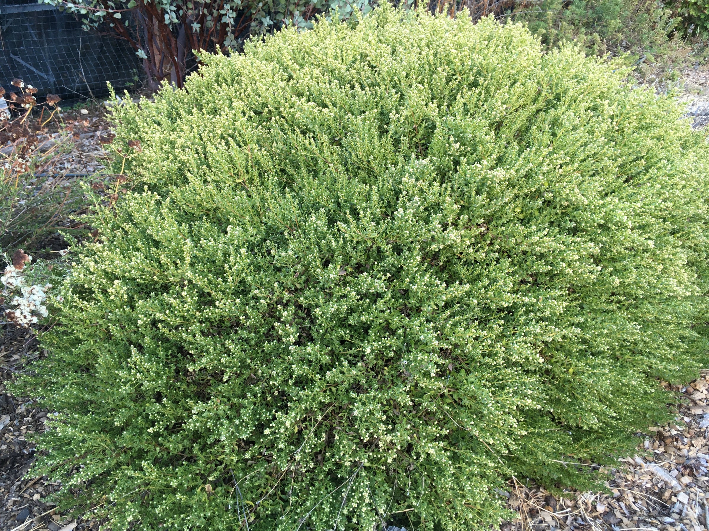 Baccharis pilularis (Twin Peaks), Dwarf Coyote Brush | California