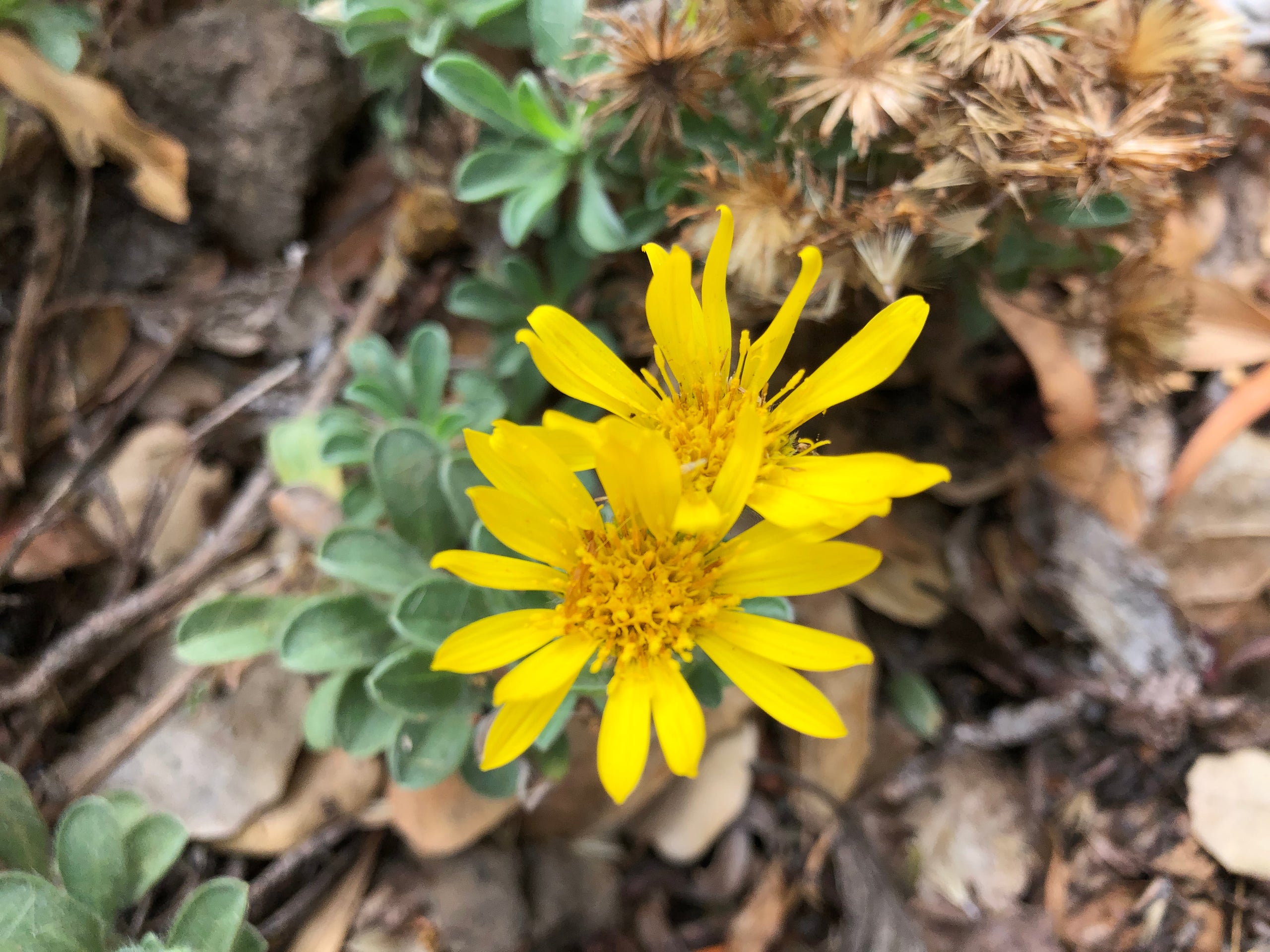 Heterotheca sessiliflora ssp bolanderi (San Bruno Mtn), Golden Aster, California Native Plant Society, Santa Clara Valley Chapter