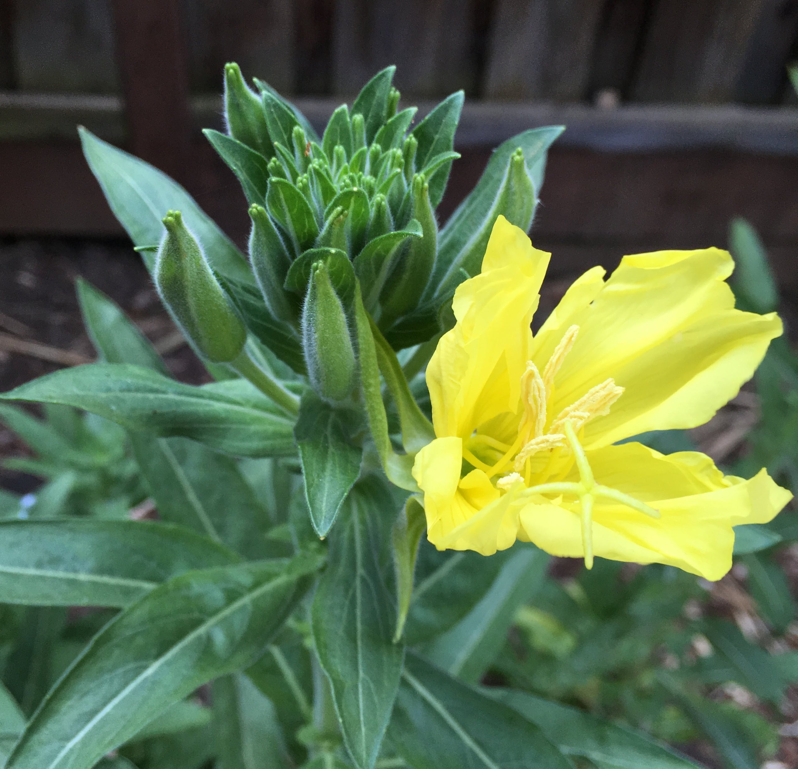 Oenothera elata, Hooker's Evening Primrose | California Native Plant ...